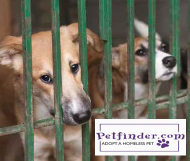Pet Finder